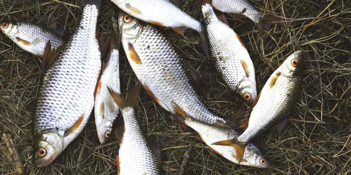 Особливості річкової плотви