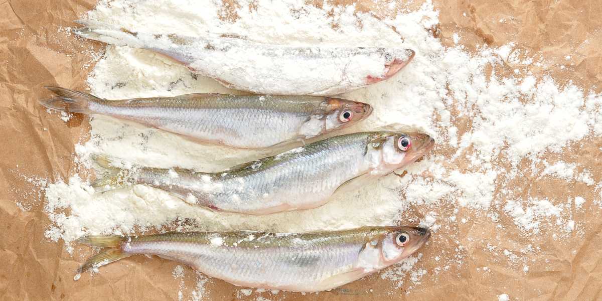 svezhaya-koryushka