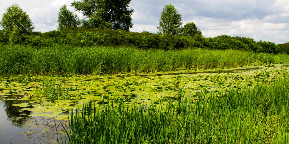 Цвітіння води